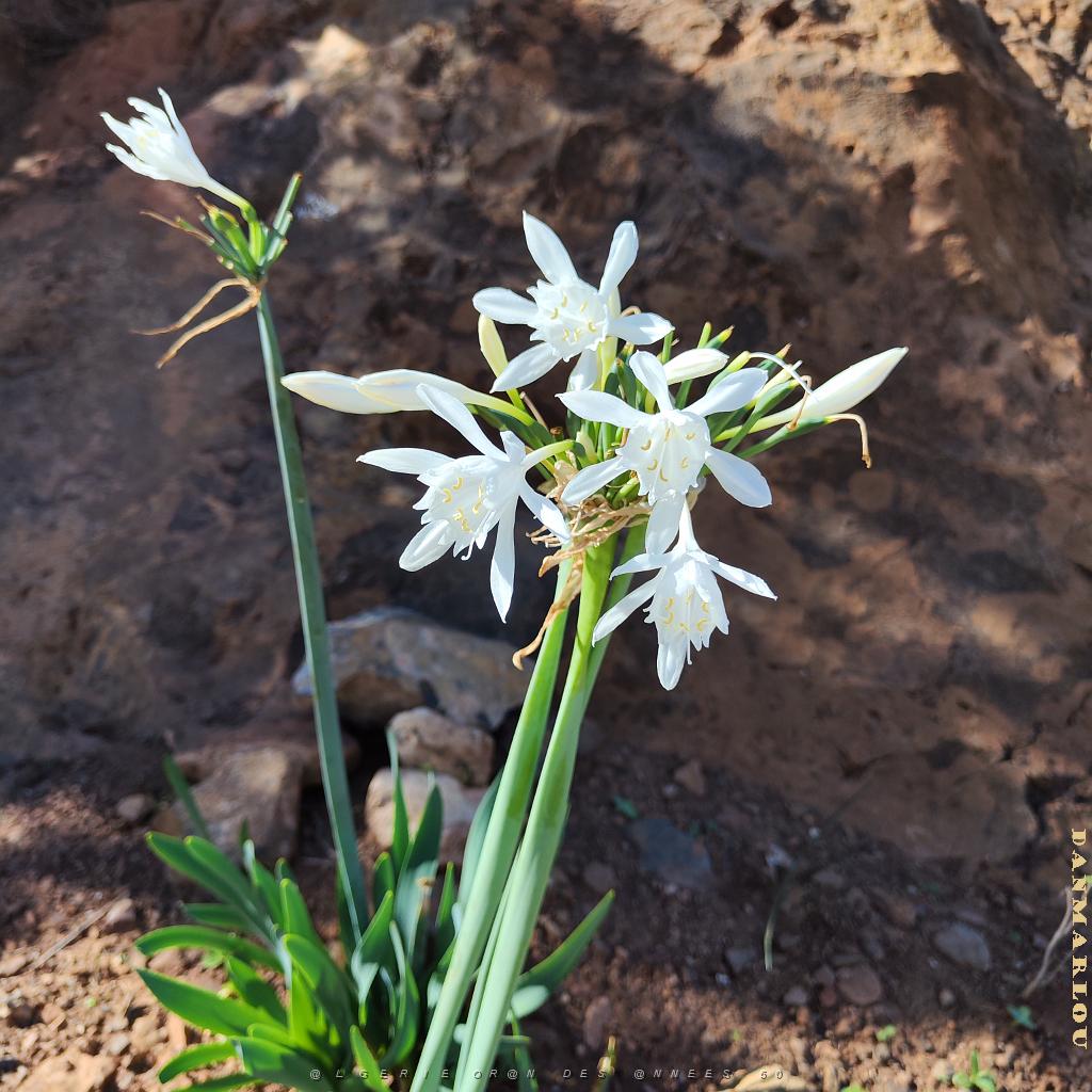 VOYAGE 20230926_145452 ORAN DEPUIS SANTA CRUZ (2) NARCISSUS PAPYRACEUS.jpg